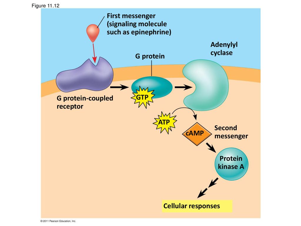 43 Epinephrine Signaling Pathway Diagram